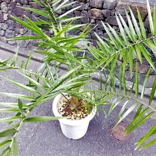 (引き取り決定ありがとうございました) 観葉植物【セネガルヤシ】（和名＝オオカミヤシ）希少な子株付き！の画像