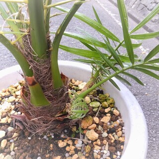 (引き取り決定ありがとうございました) 観葉植物【セネガルヤシ】（和名＝オオカミヤシ）希少な子株付き！の画像