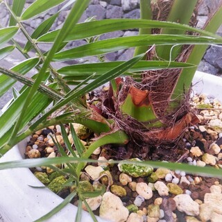 (引き取り決定ありがとうございました) 観葉植物【セネガルヤシ】（和名＝オオカミヤシ）希少な子株付き！の画像