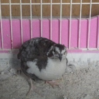 変わり並ウズラ　♂　半年位の子