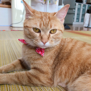 茶トラの保護猫里親さん募集