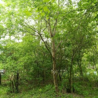 ☆樹木さしあげます☆(木工の材料や薪にいかがですか？)の画像