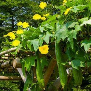 🌱グリーンカーテン作ってみませんか…🌱