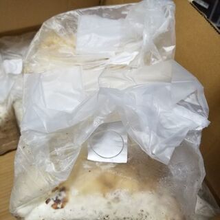 カワラ菌糸ブロック等