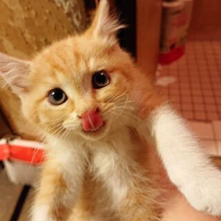 茶虎子猫里親募集