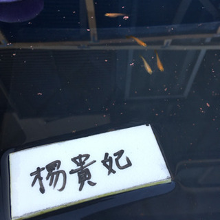 メダカ売ります‼️の画像