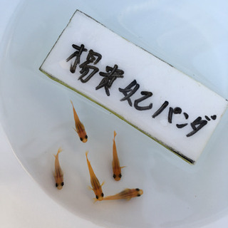 メダカ売ります‼️の画像