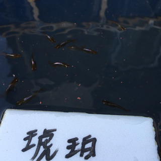 メダカ売ります‼️の画像