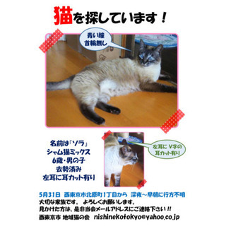 【見つかりました！】迷子のシャム猫MIX探してます