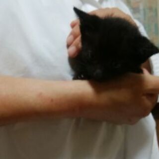 5月上旬生まれの黒猫の子猫です。他の四匹の子達は無事に引き渡すこ...