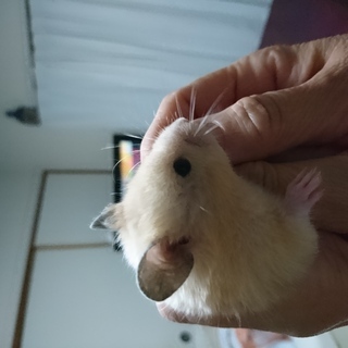 5/8生まれゴールデンハムスターの赤ちゃんの里親になってください