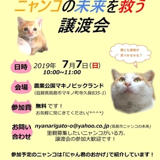 猫の譲渡会
