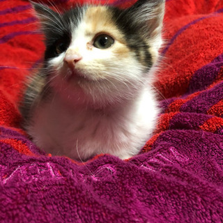 生後1か月の三毛猫ちゃん♀「メス」