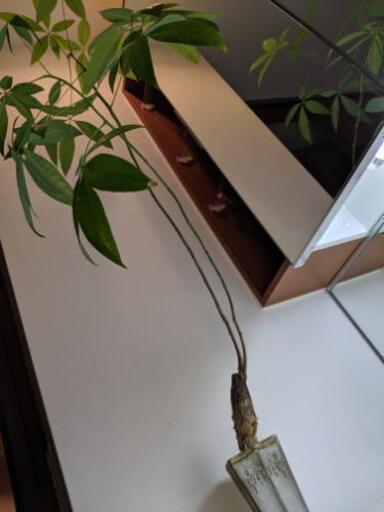 観葉植物　パキラ