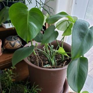 モンステラ 観葉植物