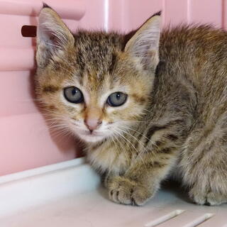 子猫もらってください