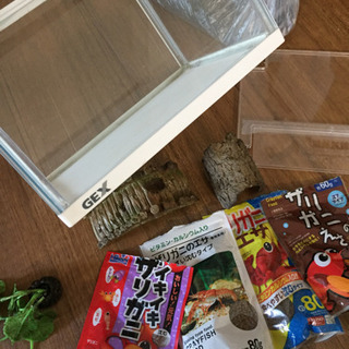 サリガニ飼育セットの画像