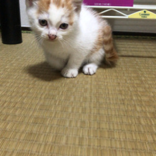 子猫の里親探してます