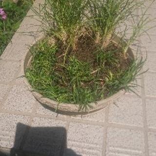 龍のひげ   短  長 (黒龍同時購入で割引中)