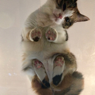 キャットタワーやキャットウォークを作りたい！
