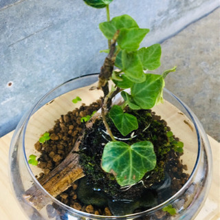 苔玉  インテリア  セットの画像