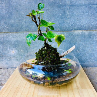 苔玉  インテリア  セットの画像