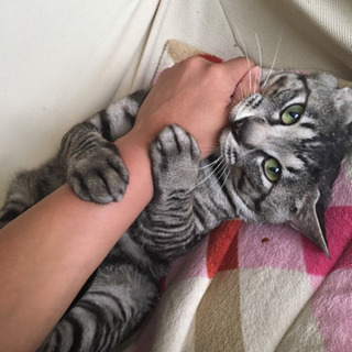 雑種 鍵しっぽ 推定3歳の男の子🐈【リク】