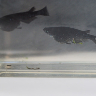 ブラックダイヤ オロチラメ 稚魚 めだか メダカ