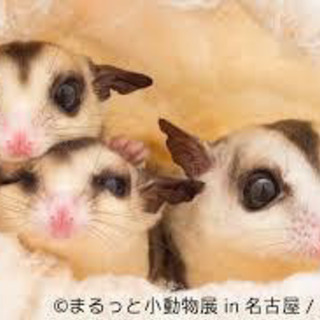 ☺️動物好き友達募集〜☺️