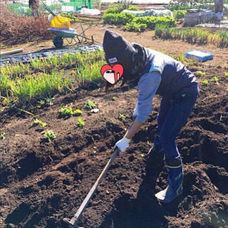 ❣️✨無農薬の畑で収穫体験をしてみませんか？☺️✨❣️