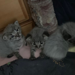 ノルウエージャンミックスの子猫の里親探しています。