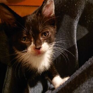 子猫をもらって頂ける方探してます！
