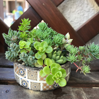 リメイク缶 多肉植物 寄植え