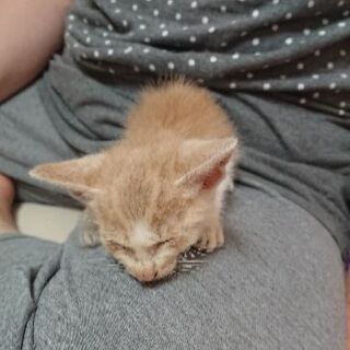 【里親募集】一ヶ月くらいの子猫ちゃんです - 猫