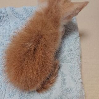 【里親募集】一ヶ月くらいの子猫ちゃんです − 鳥取県