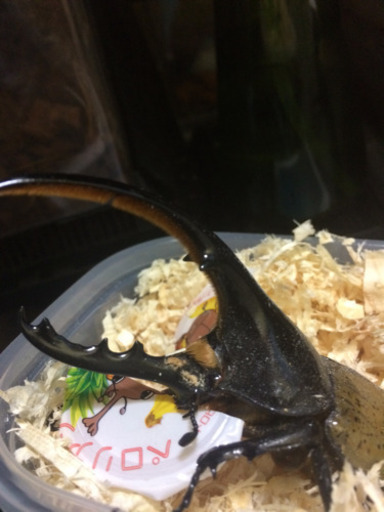 ヘラクレスオオカブト 幼虫 5匹