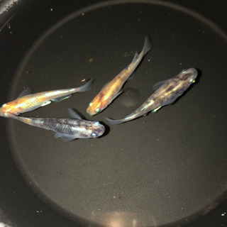 メダカ 三色体外光 幼魚（5匹）