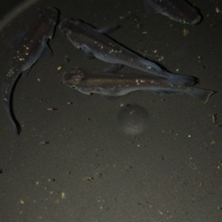 メダカ ブラックダイヤ 稚魚（10匹）