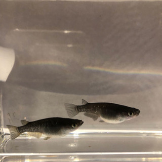 メダカ ブラックダイヤ 稚魚（10匹）の画像