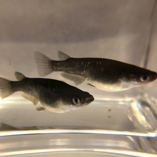 メダカ ブラックダイヤ 稚魚（10匹）の画像