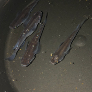 メダカ ブラックダイヤ 稚魚（10匹）の画像