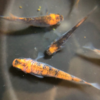 メダカ 紅薊 幼魚（5匹）