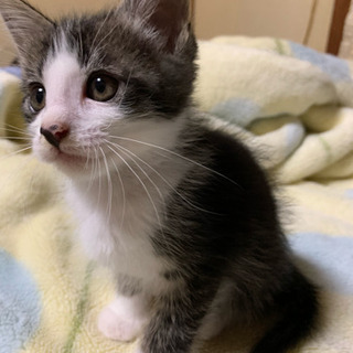 生後1ヶ月半 子猫 里親募集