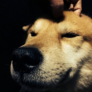 柴犬似のMIx 人大好きな愛すべき子デス