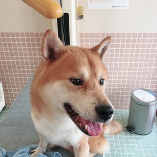 柴犬似のMIx 人大好きな愛すべき子デス - 里親募集