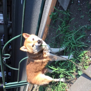 柴犬似のMIx 人大好きな愛すべき子デス - 渋谷区