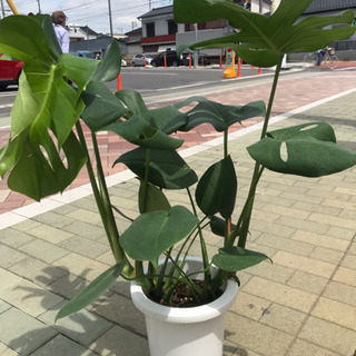 モンステラ2本植えの画像