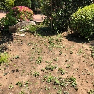 除草、庭の手入れ