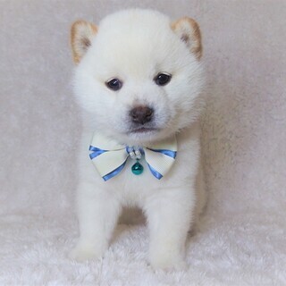 【ペットショップstaff】経験＆資格不要！🐶カワイイ動物たちに囲まれてお仕事♪ 犬や猫などペットの販売や管理🐈 月給21万円～32万円◆昇給賞与◆社会保険完備◆未経験歓迎！の画像