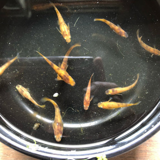 メダカ稚魚 赤錦、楊貴妃、幹之など